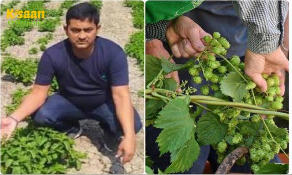 दुनिया की सबसे महंगी फसल की, अब बिहार में खेती